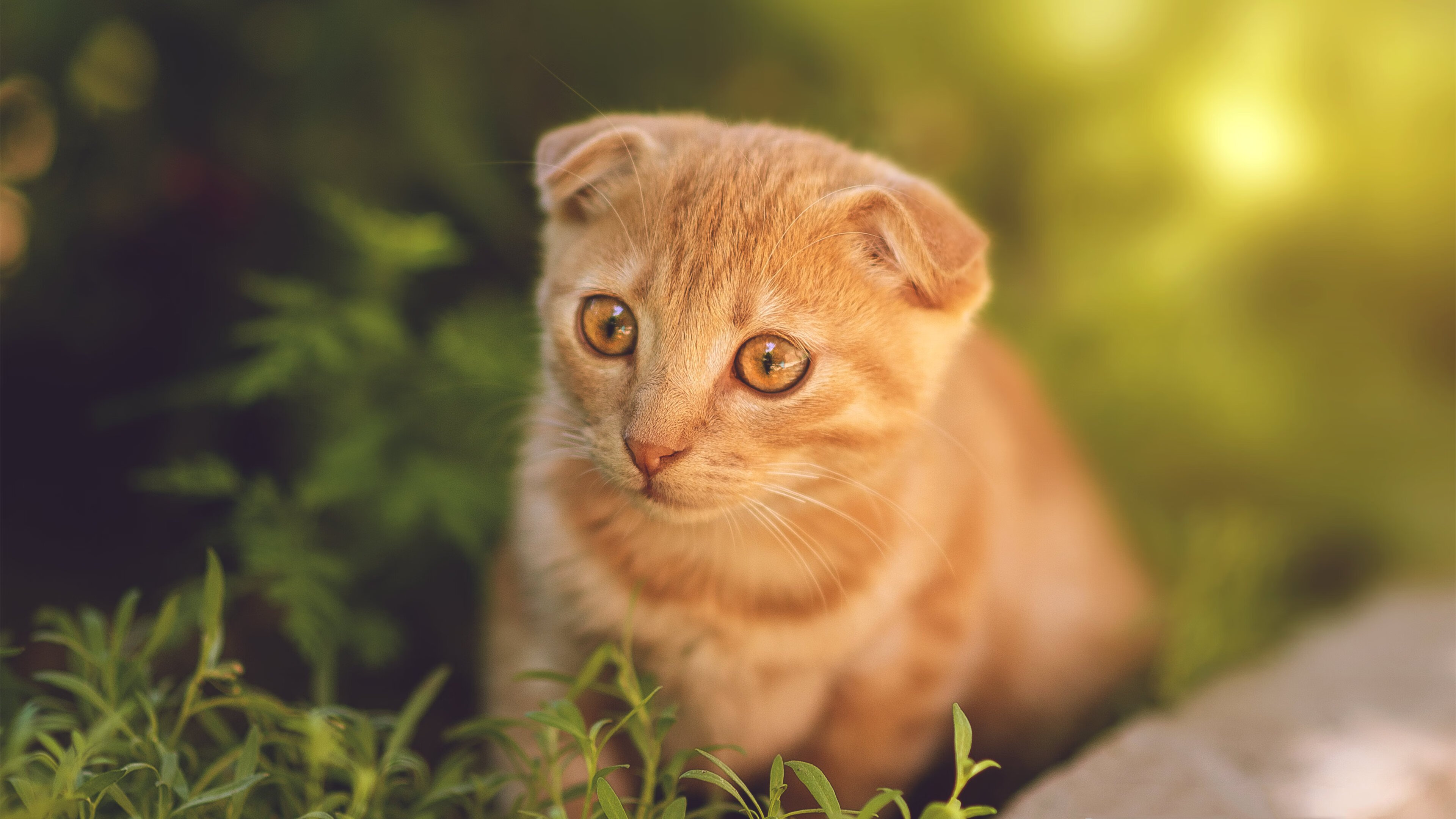 爱游戏官方-意甲焦点：那不勒斯再下一城，领跑积分榜，意甲那不勒斯新闻